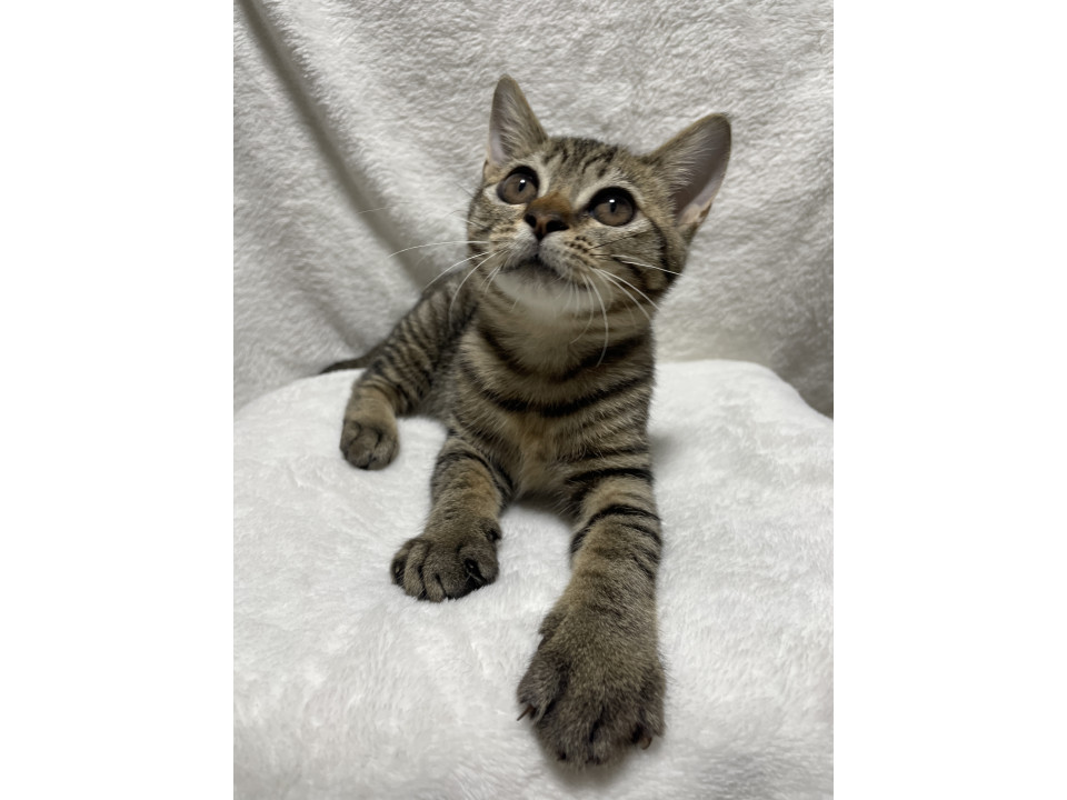 生後6か月・キジトラの可愛い女の子