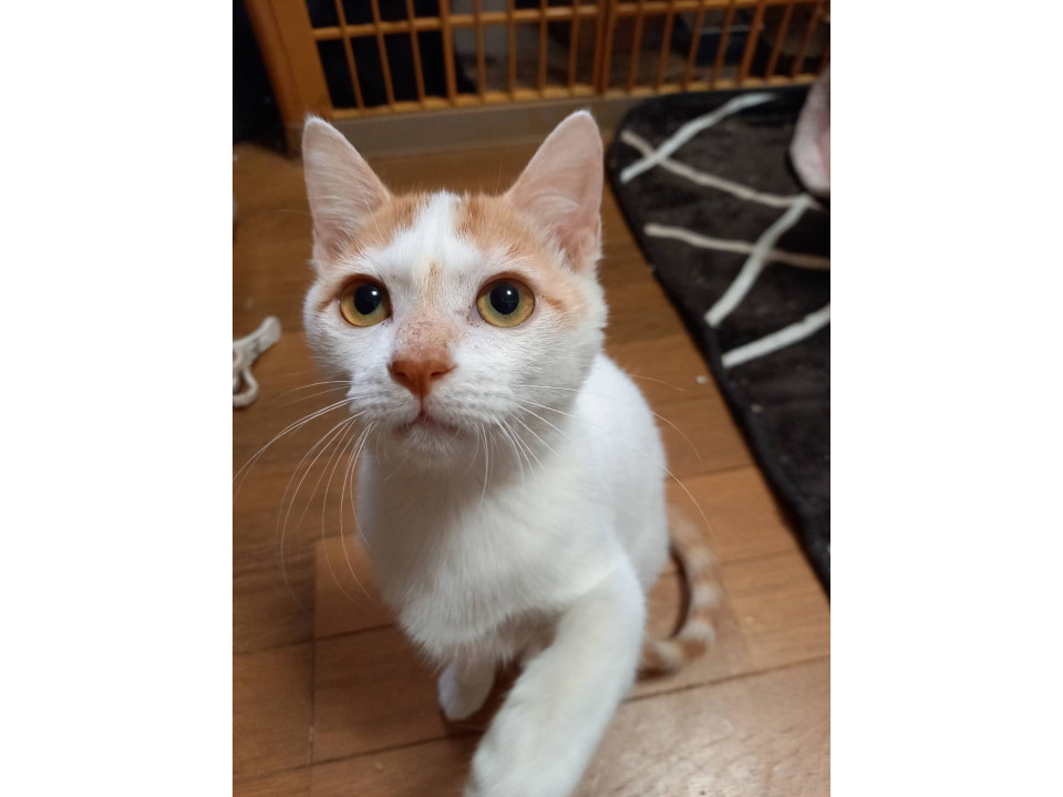 1/4譲渡会参加予定茶白くん