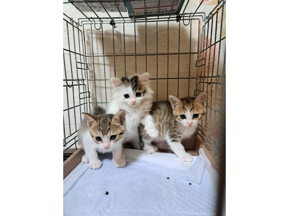 可愛い女の子　3姉妹