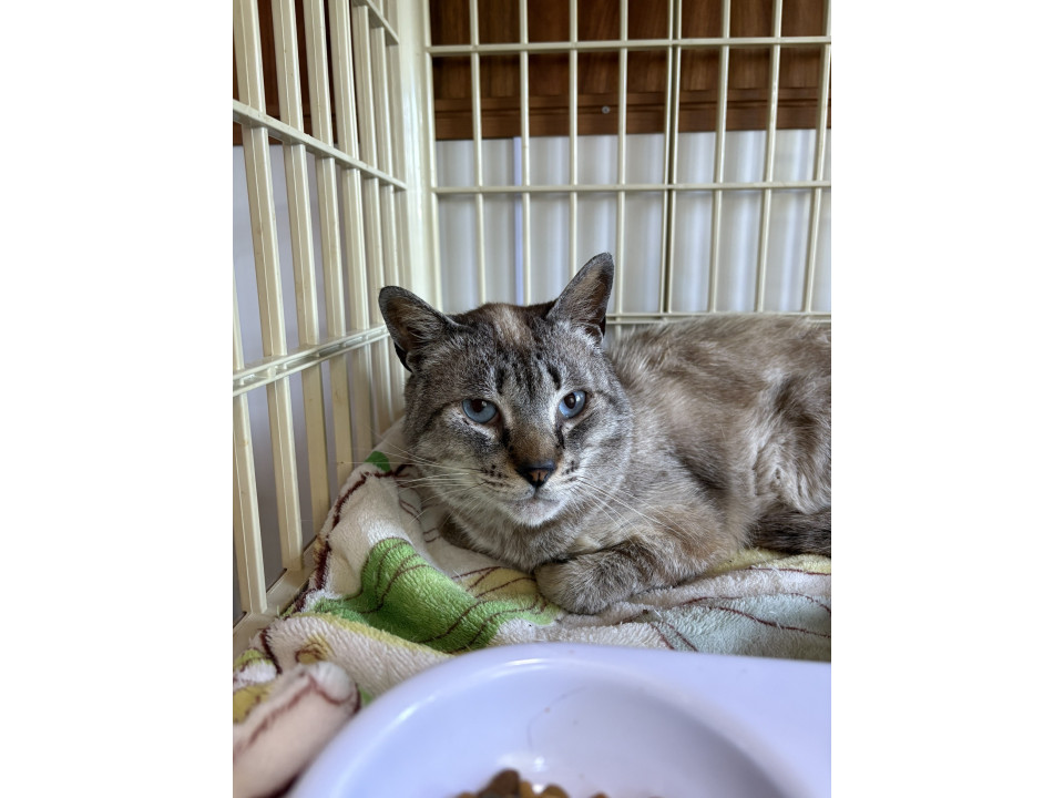 穏やかなシャム虎　フレンチくん