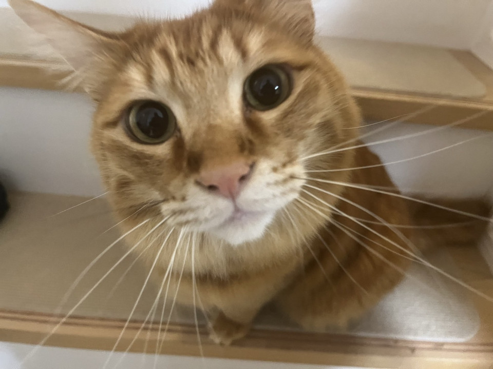 ふわっふわ❤️半長毛ルイ