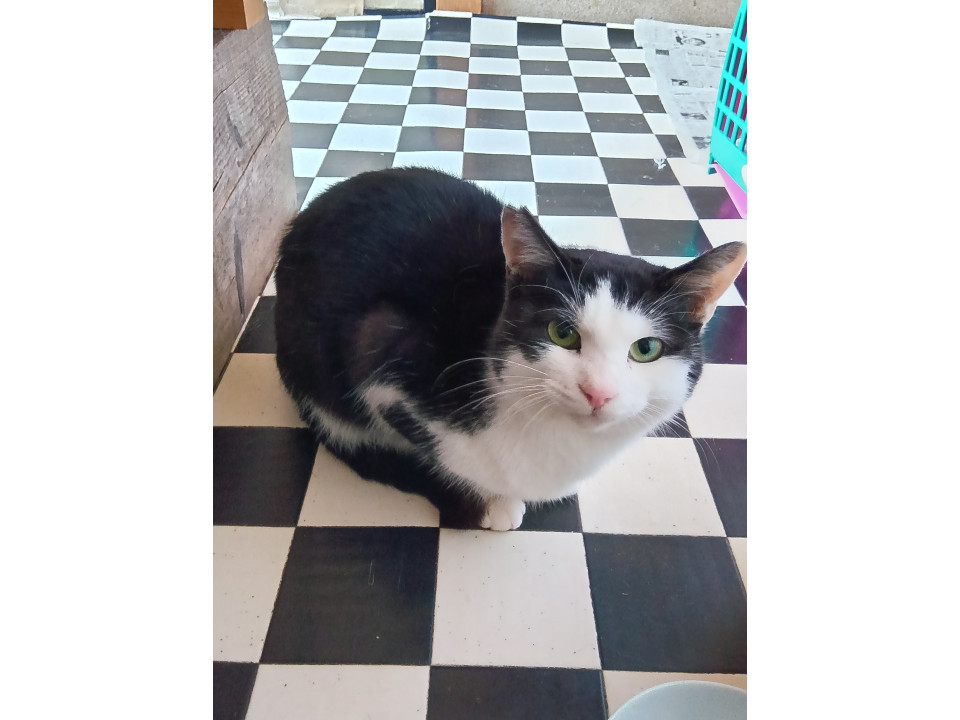 元気なハチワレ成猫