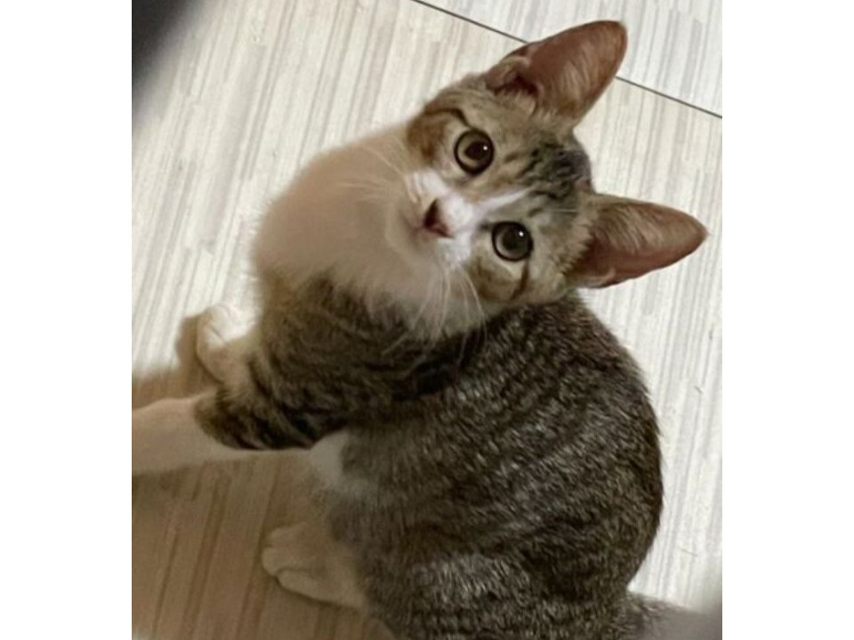 譲渡会参加　シロキジ