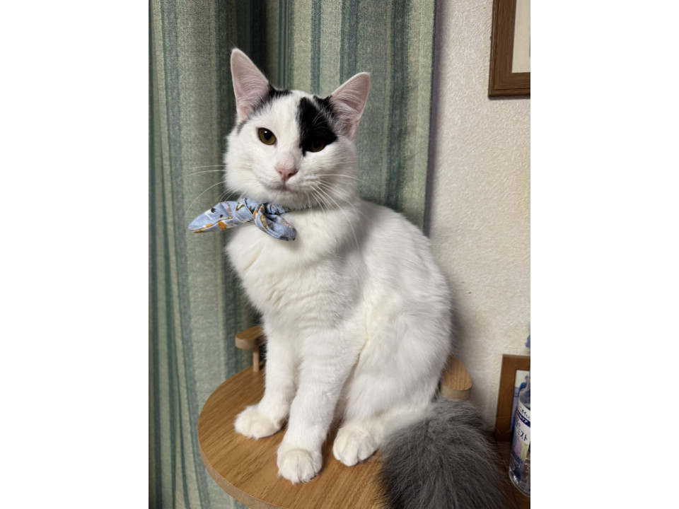 神社の福猫さん❣️