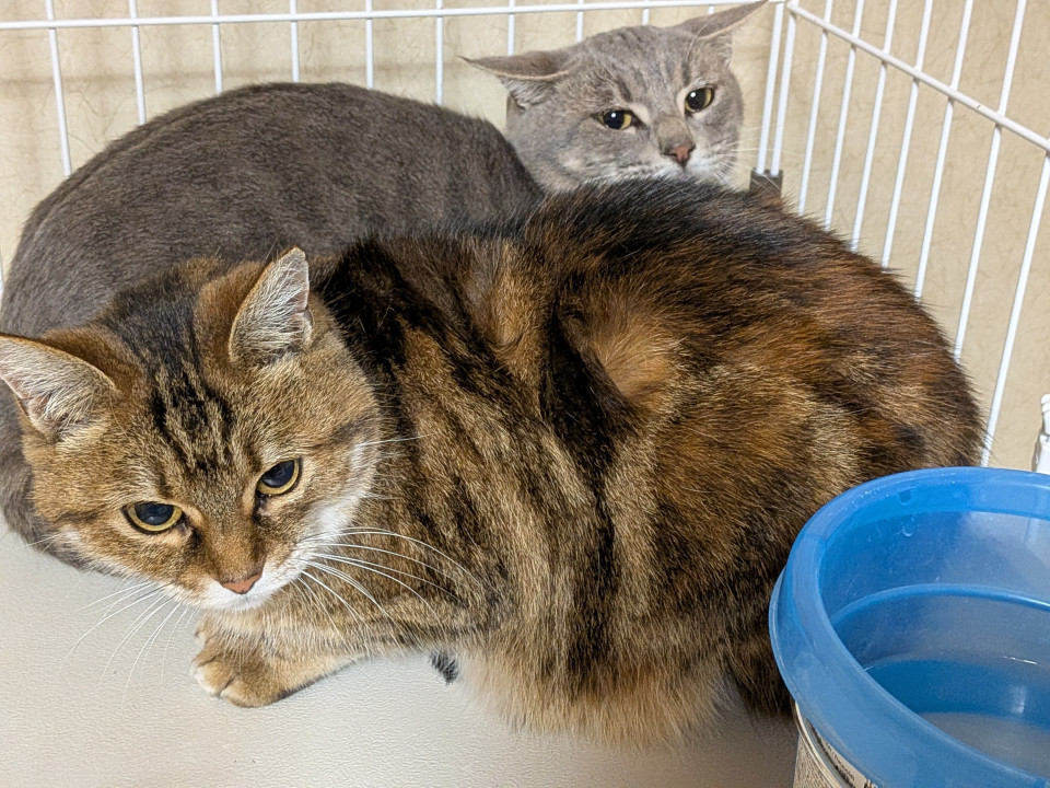 行き場がない人慣れした親子です