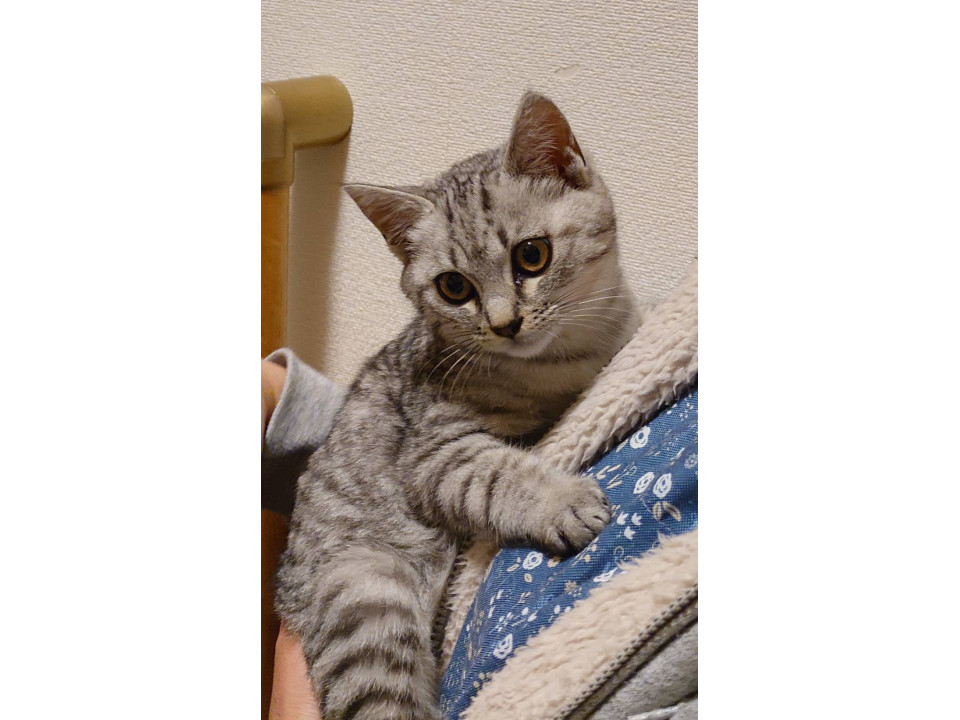 ☆サバトラのここくん☆