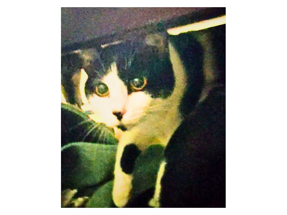 やさしくて甘えん坊なハチワレ美人猫。