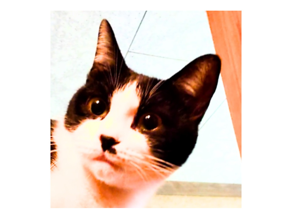 かわいらしい顔のハチワレ美猫