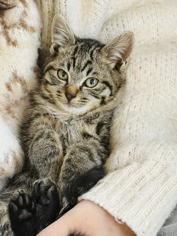 キジトラ男の子