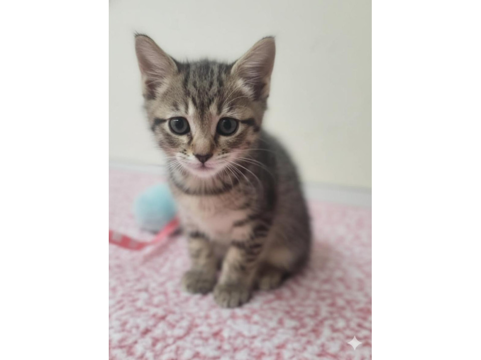 タレ目風アーモンドアイにキュン少女1ヶ月