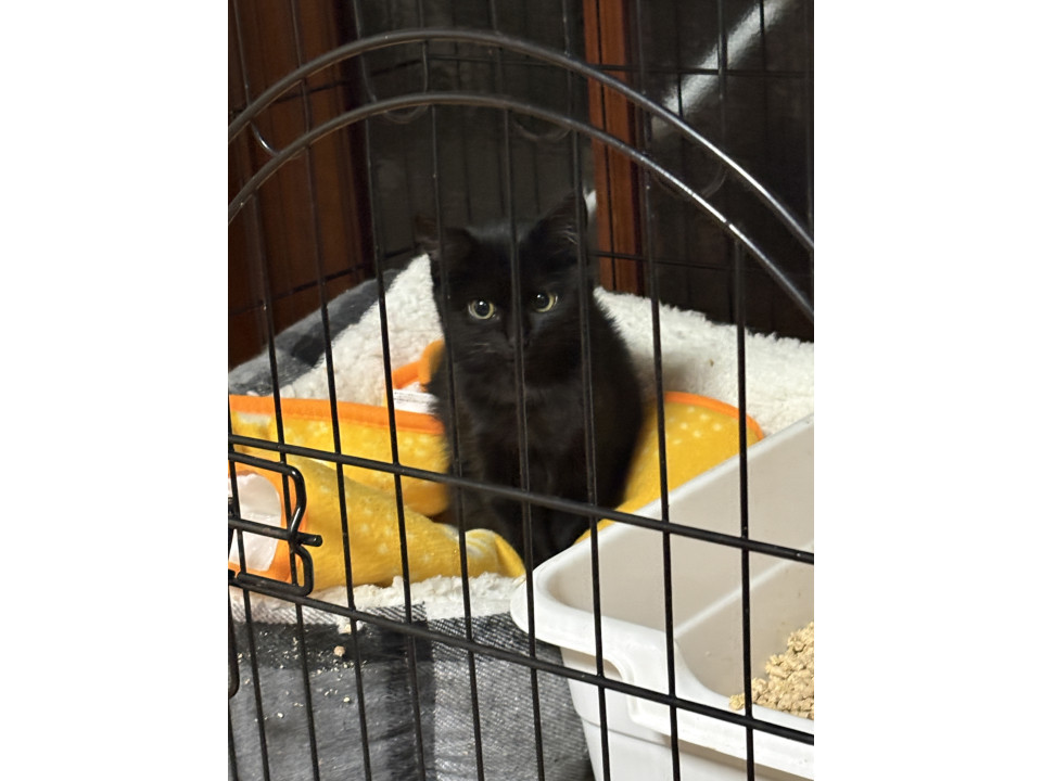 可愛い黒猫女の子の里親さん募集