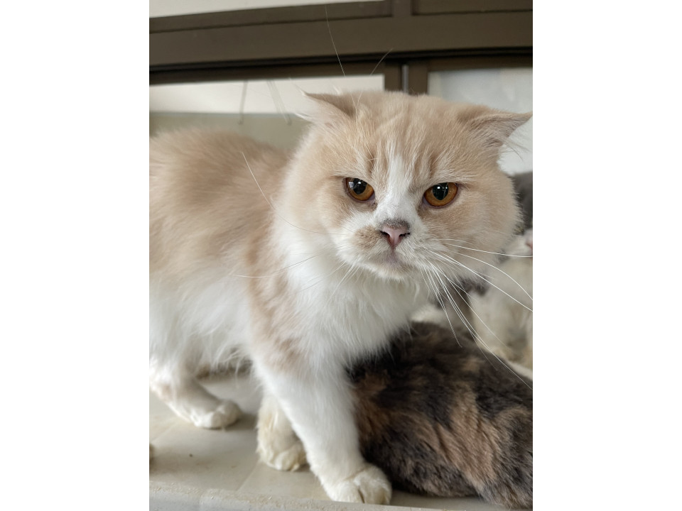 スコティッシュ フォールド3歳の男の子