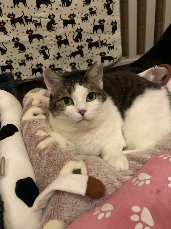 ピカピカな美猫になったよ