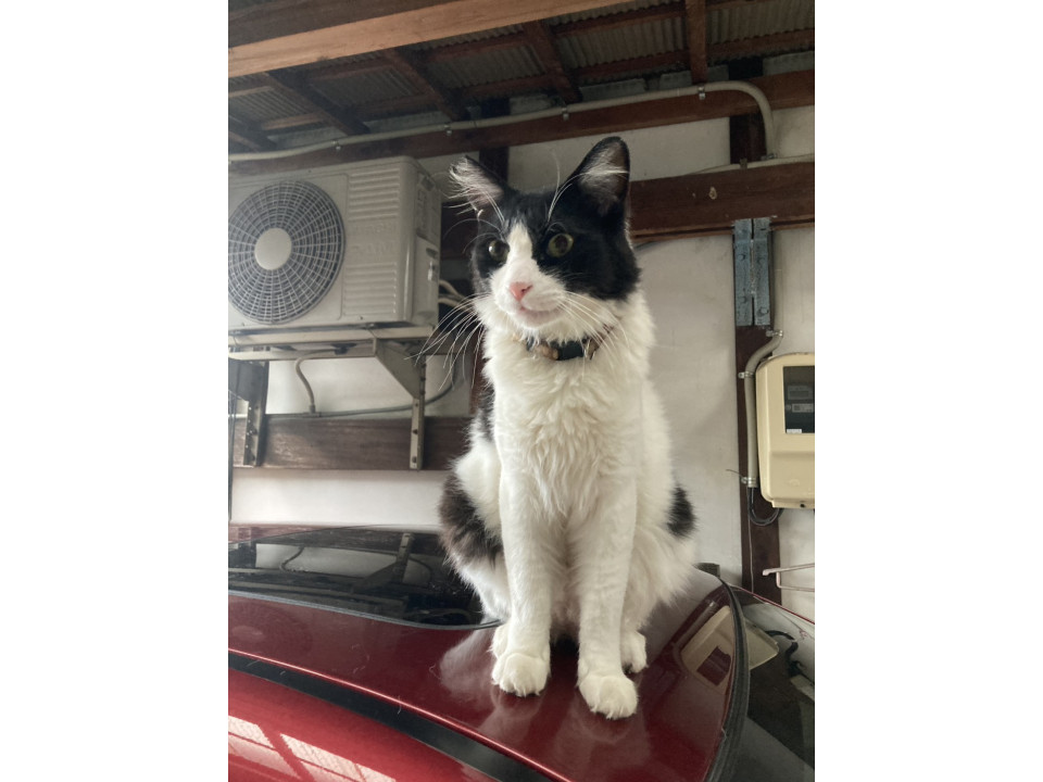 人が大好き　甘えん坊の長毛ハチワレ