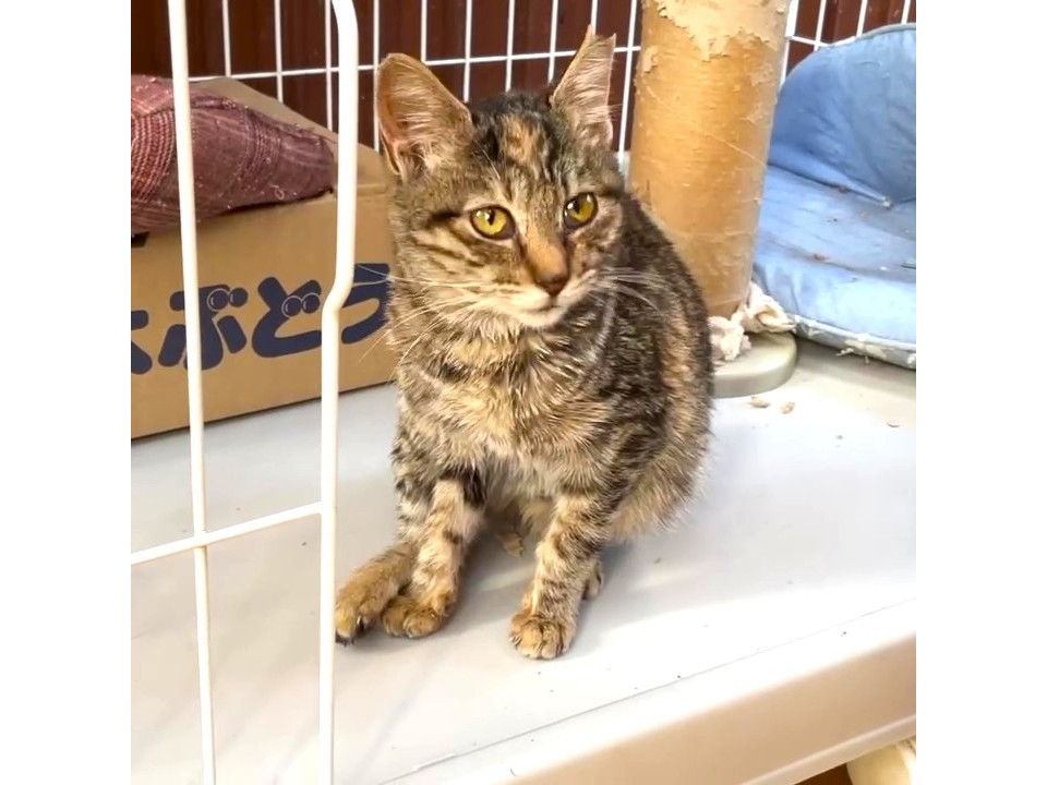 控えめなキジトラちゃん