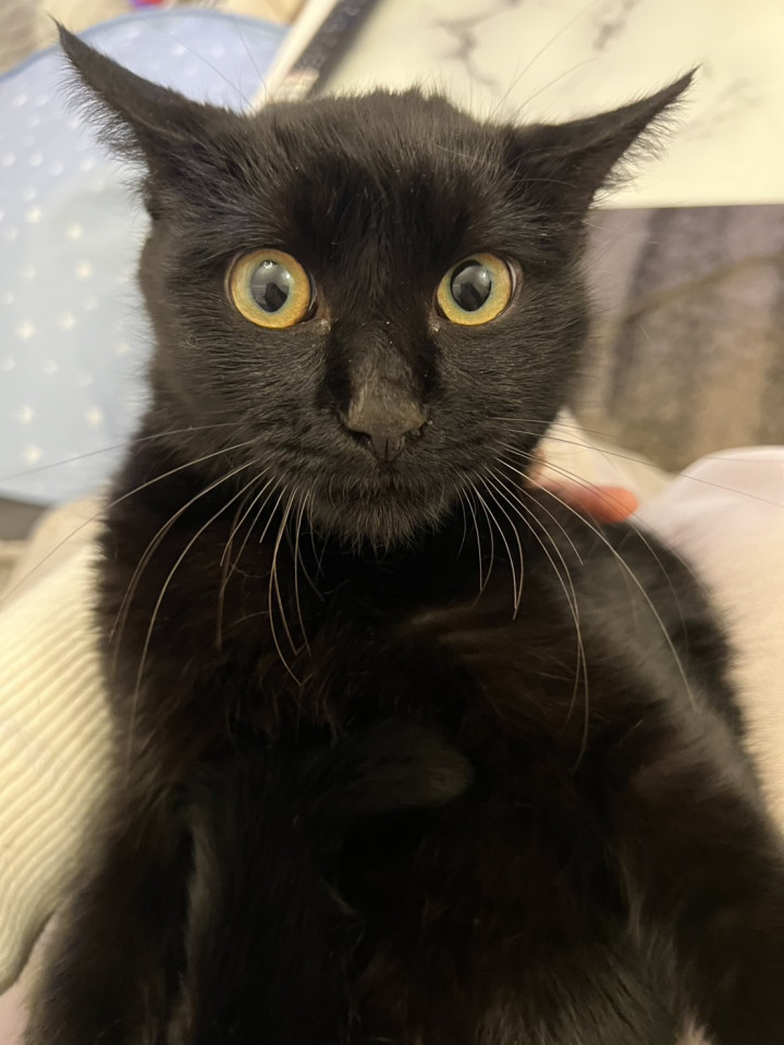 黒猫の男の子⟡.·