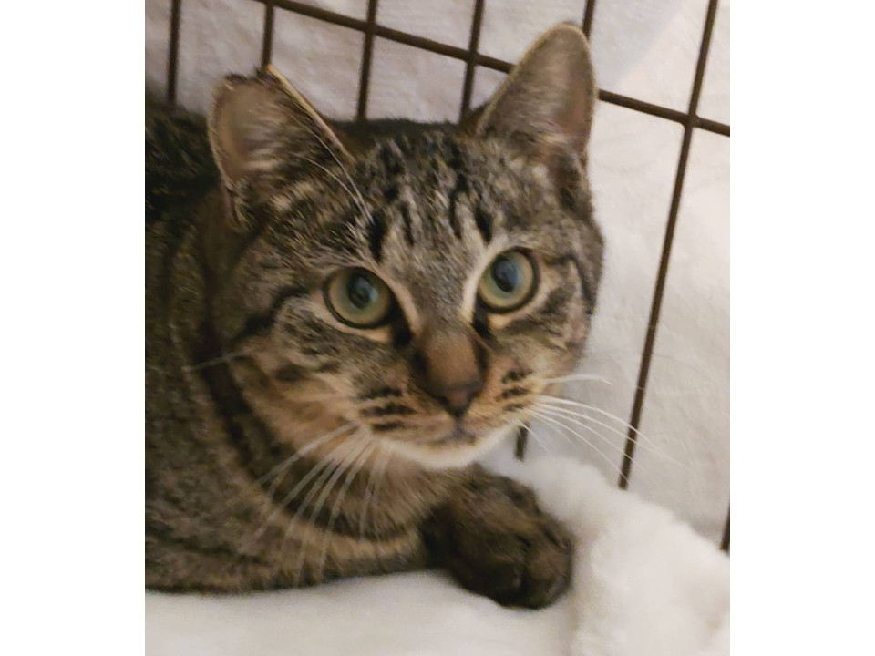 クリスマス隊3きょうだい　キジトラ♂