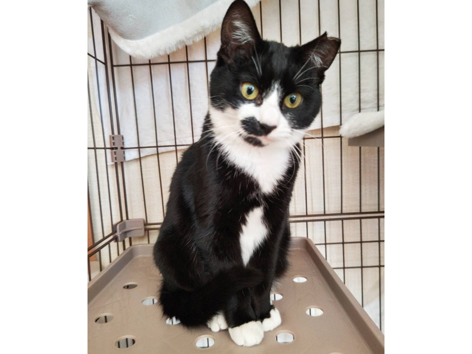 クリスマス隊3きょうだい　白黒♀