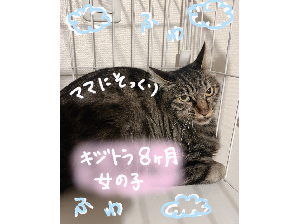 キジトラの女の子⟡.·