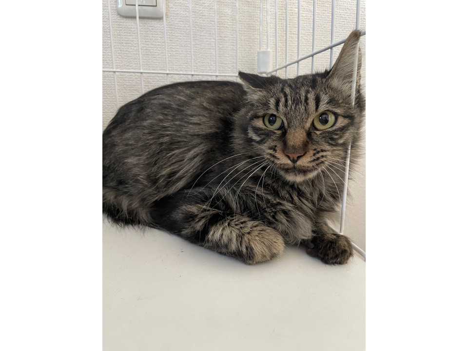 キジトラの女の子⟡.·