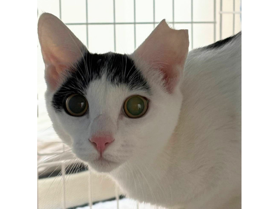 人馴れ修行中　クールビューティ女子