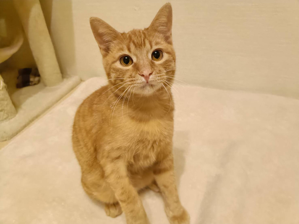 愛らしい男の子・いくらくん