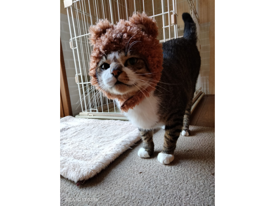 やさしいお兄ちゃんです