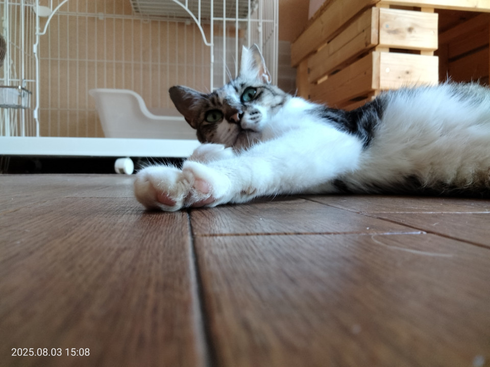 大人しく控えめな女の子