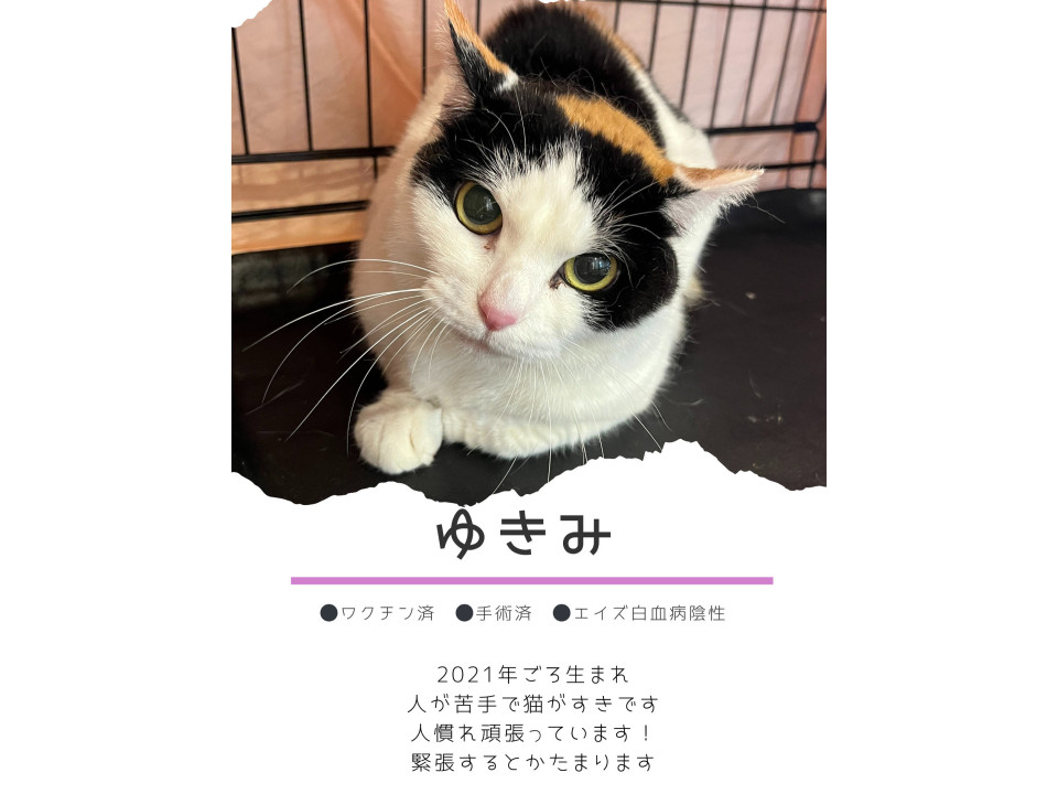 プライドの高い女王