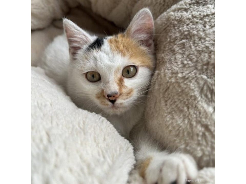 ごはんも遊びも大好きな三毛猫の小夏ちゃん