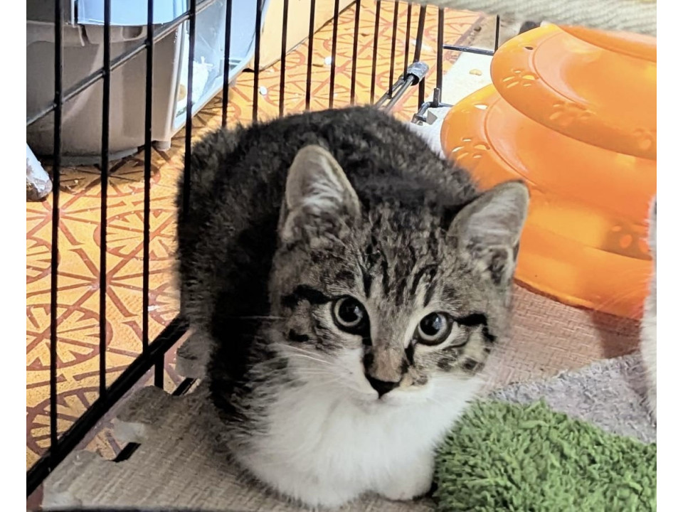 猫大好き撫でるとゴロゴロのニア君