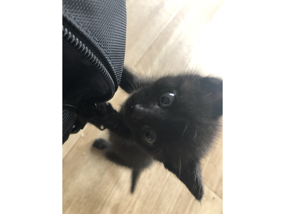 黒猫メスとキジトラオス