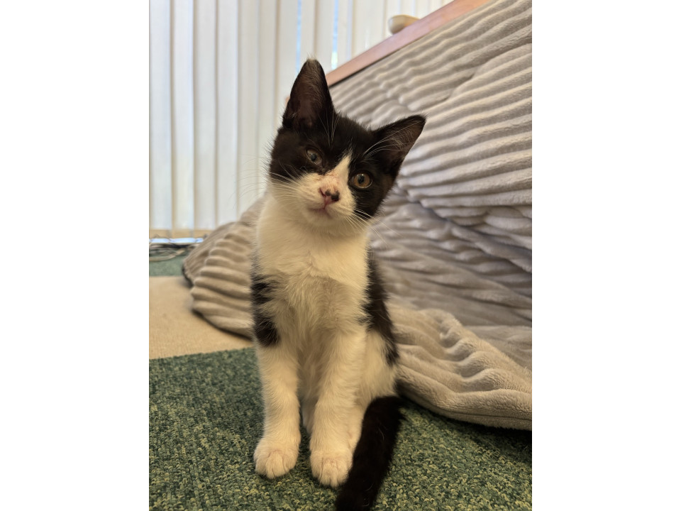 可愛い子猫ちゃんの里親募集