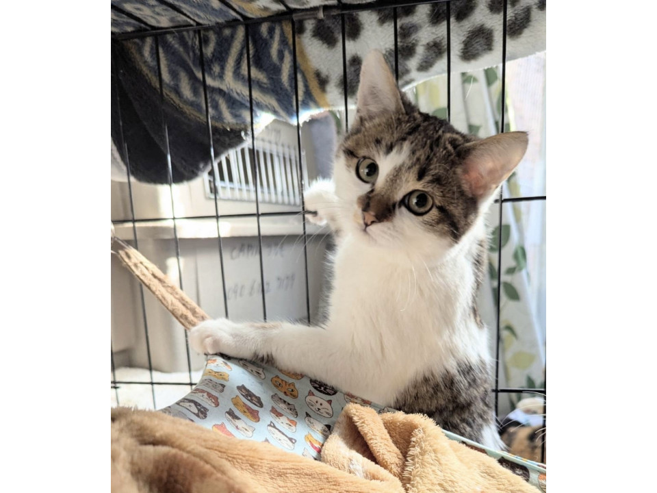 丸顔可愛い猫好きのタク君