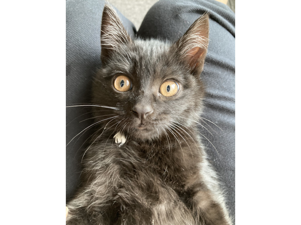 元気な黒ネコの女の子