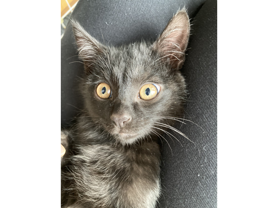 かわいい黒ネコの男の子