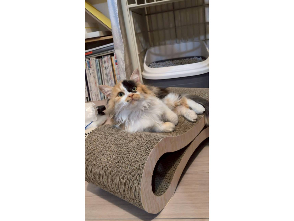 ふわふわゴージャスなミケ様リボンちゃん♡