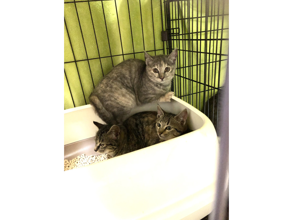 親子猫募集中！