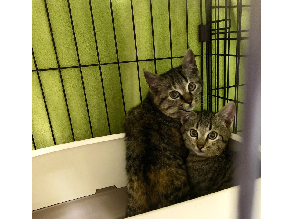 親子猫募集中！