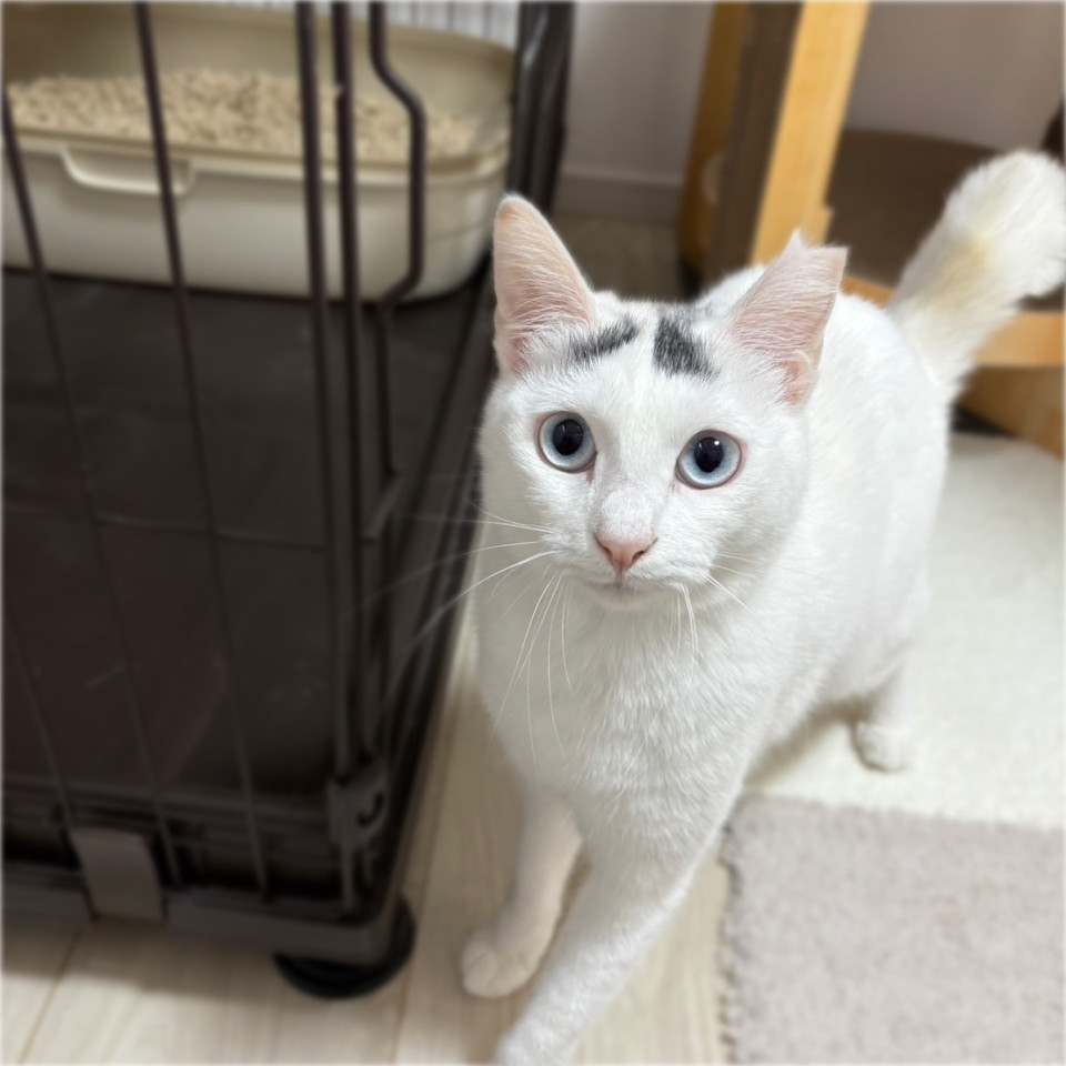 ブルーアイが美しい❤️ドリアちゃん