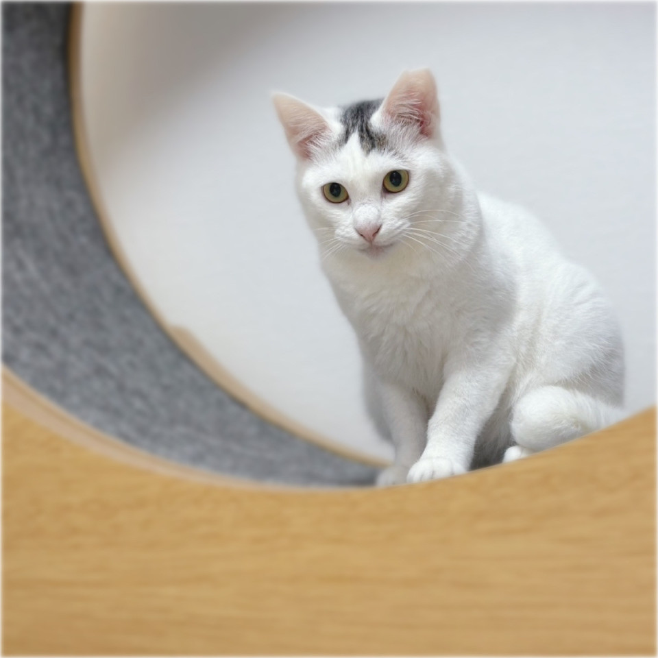 前髪がチャームポイント❤️グラタンちゃん