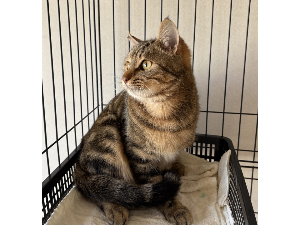 アメショー柄のちびくん