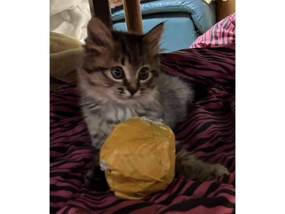 めっちゃ可愛いふわっと男子(=^x^=