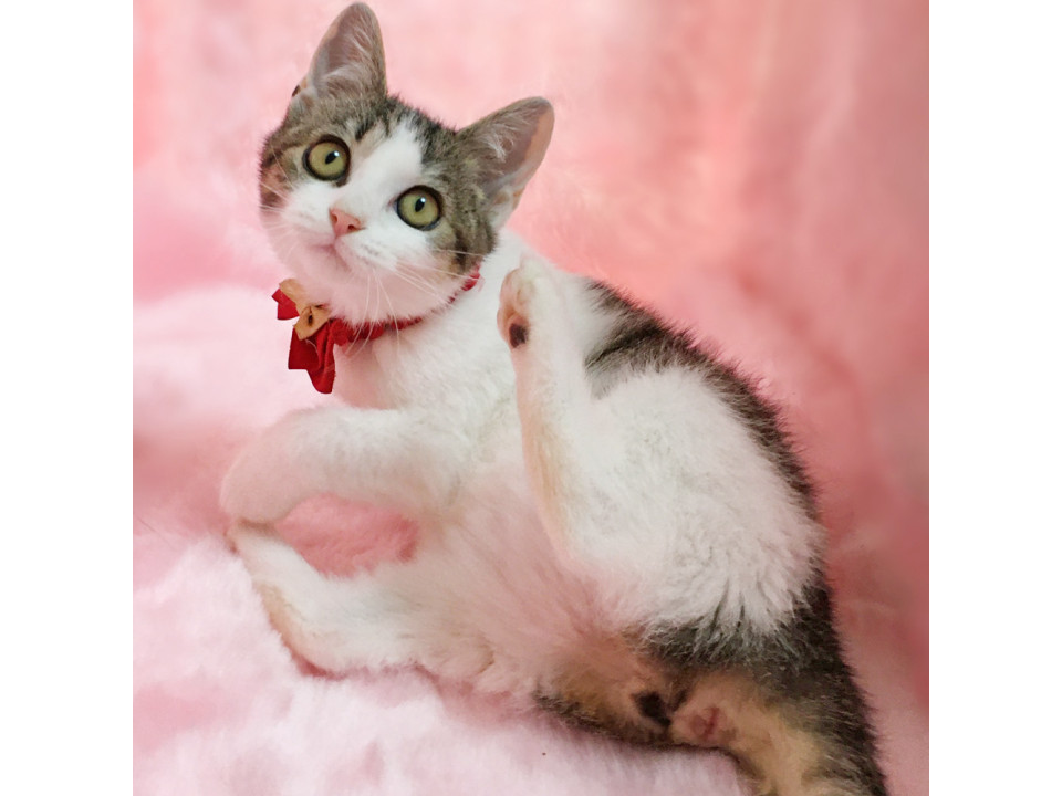 丸顔コロコロ甘えん坊『コロンちゃん』