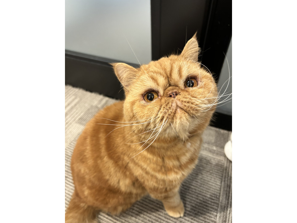 室内飼い・去勢済・健康·男の子