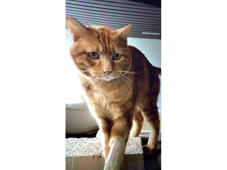 1/11堺市里親会★ヨっちゃん