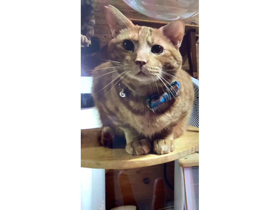 1/11堺市里親会★マッチくん