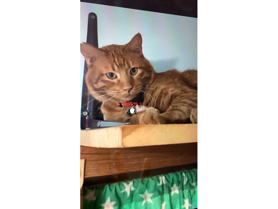 1/11堺市里親会★トシくん