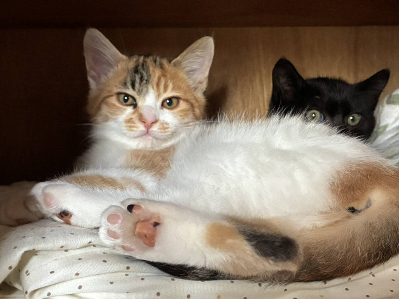 1/11堺市里親会☆ミルキー