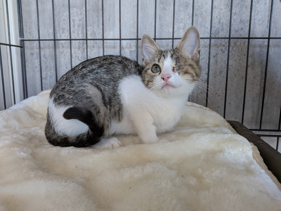 眼球摘出手術も頑張りました☆彡